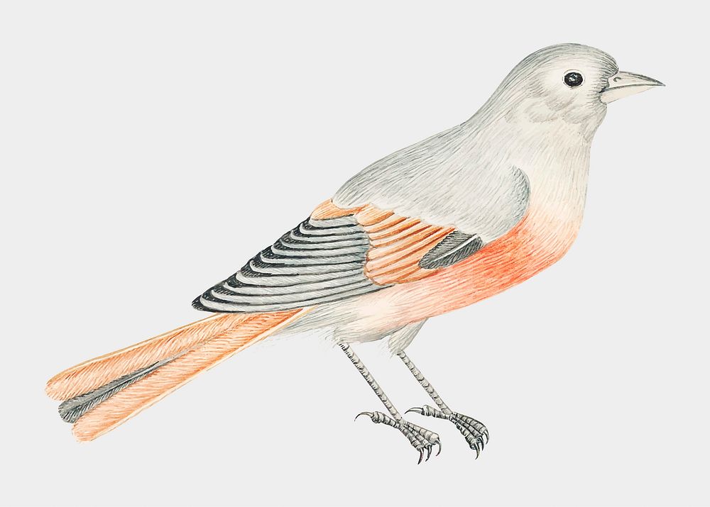 Gray and coral bird vector, remixed from the 18th-century artworks from the Smithsonian archive.