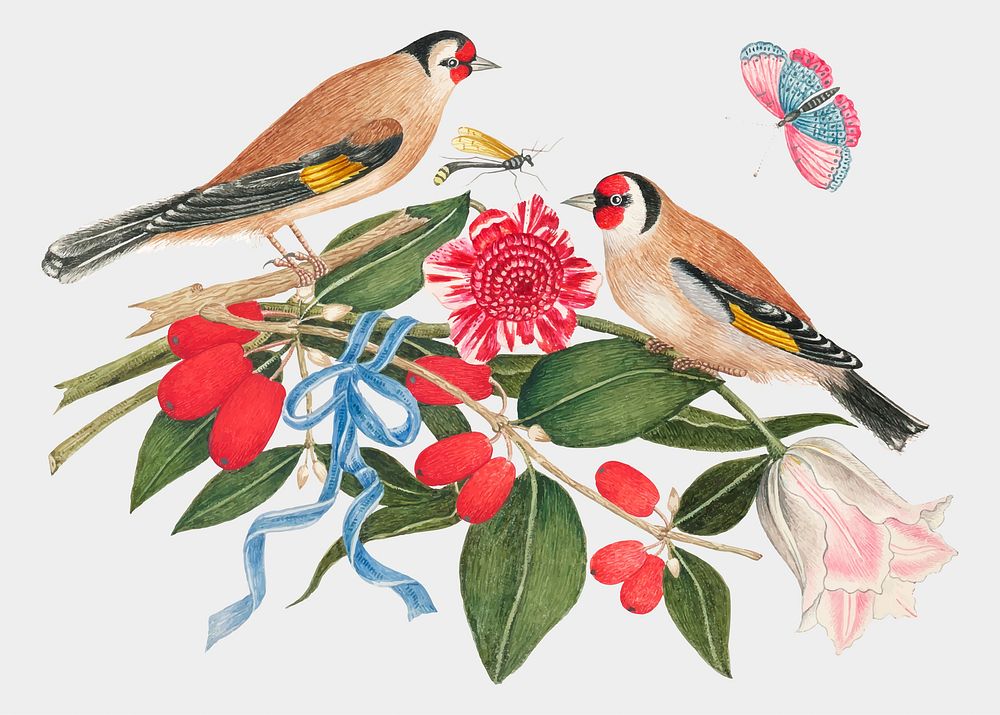 Vintage birds and berries vector illustration, remixed from the 18th-century artworks from the Smithsonian archive.
