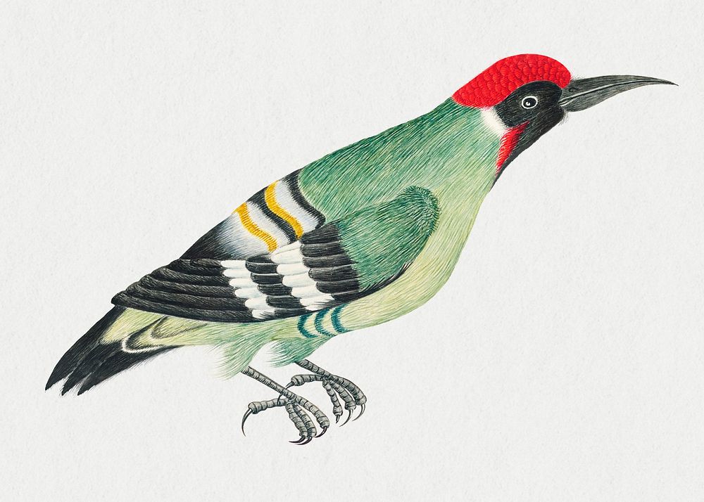 Vintage woodpecker psd illustration, remixed from the 18th-century artworks from the Smithsonian archive.