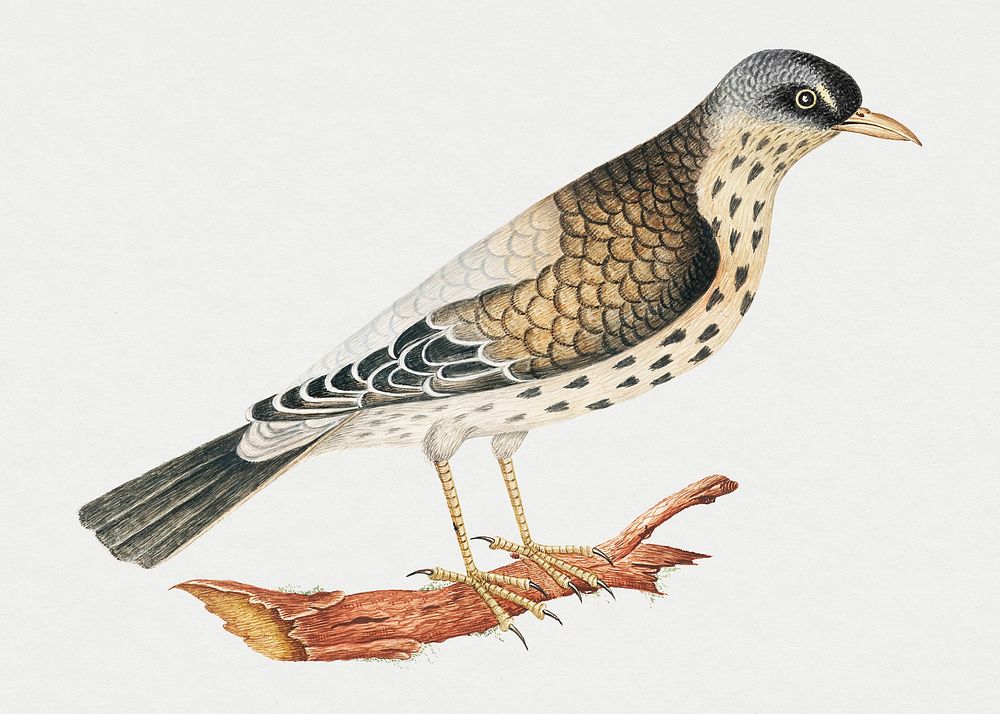 Vintage bird psd illustration, remixed from the 18th-century artworks from the Smithsonian archive.