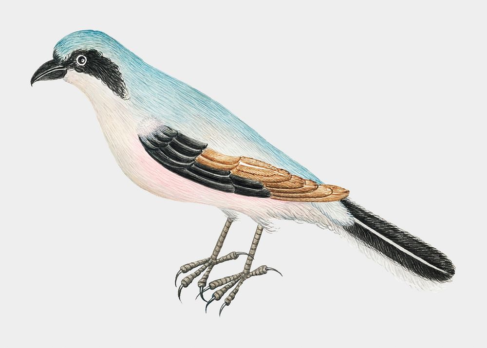 Vintage bird vector illustration, remixed from the 18th-century artworks from the Smithsonian archive.