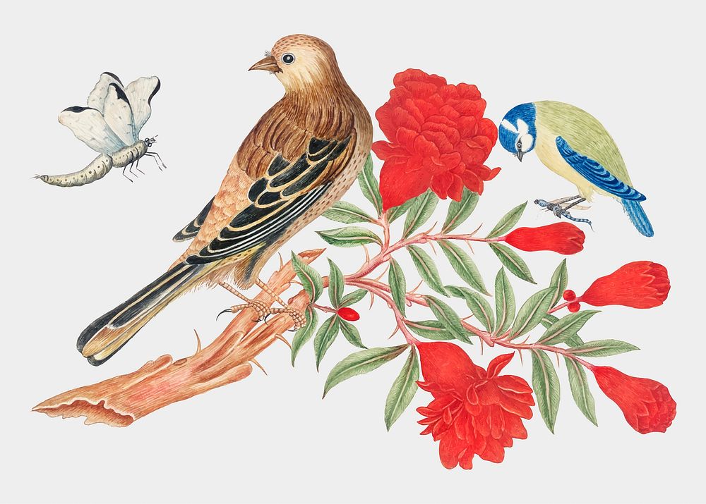Vintage birds and red blossoms vector illustration, remixed from the 18th-century artworks from the Smithsonian archive.