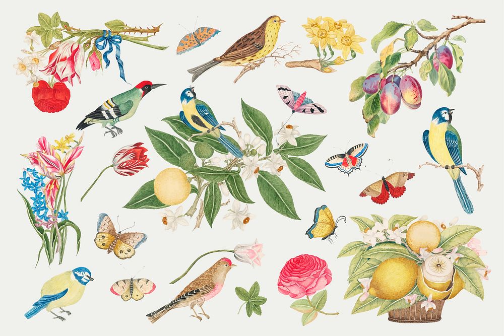 Vintage birds and blossoms vector illustration, remixed from the 18th-century artworks from the Smithsonian archive.