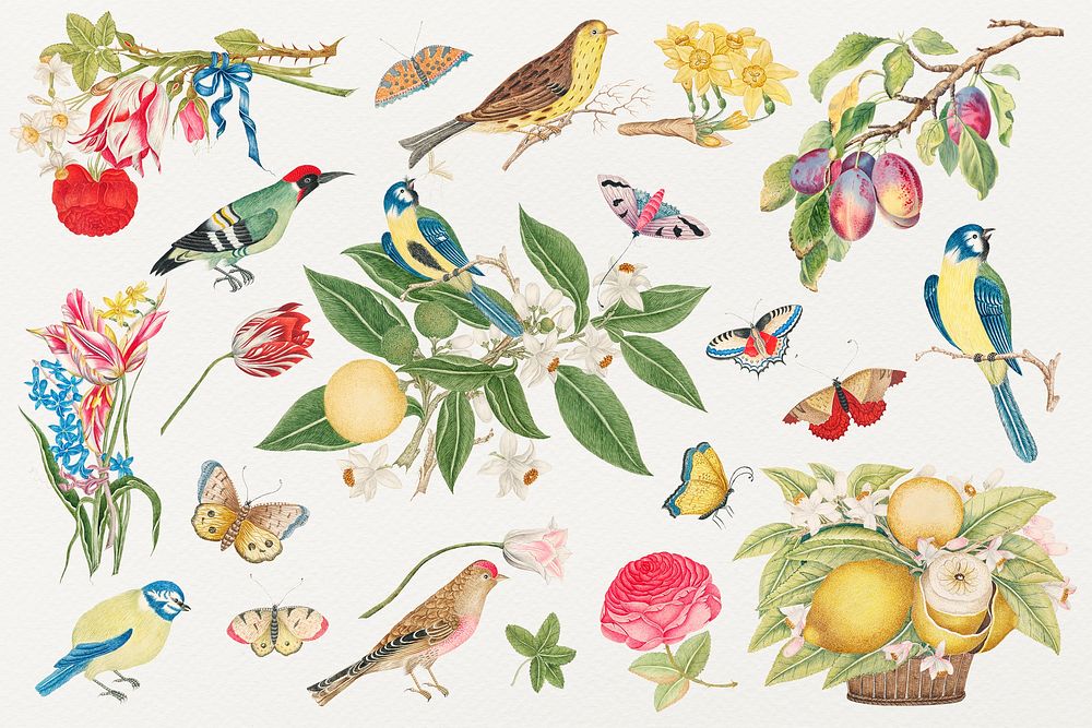 Vintage birds and blossoms illustration, remixed from the 18th-century artworks from the Smithsonian archive.