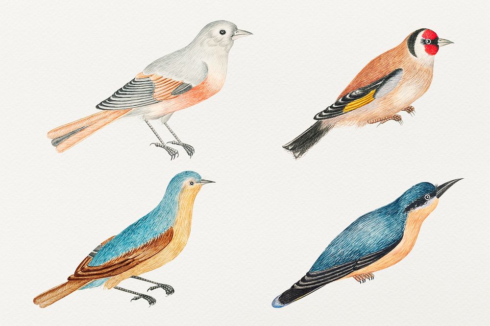 Vintage watercolor bird illustration set, remixed from the 18th-century artworks from the Smithsonian archive.