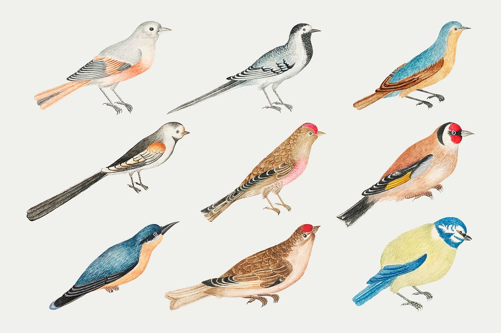 Vintage watercolor bird illustration vector set, remixed from the 18th-century artworks from the Smithsonian archive.