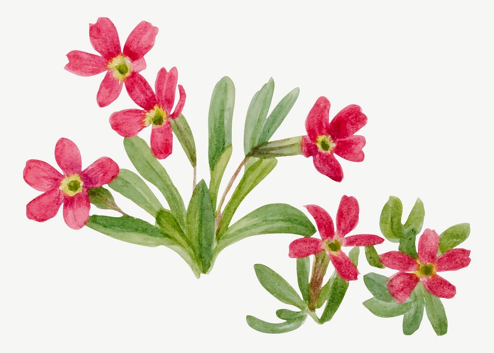 Primrose  vector spring flower botanical vintage illustration, remixed from the artworks by Mary Vaux Walcott
