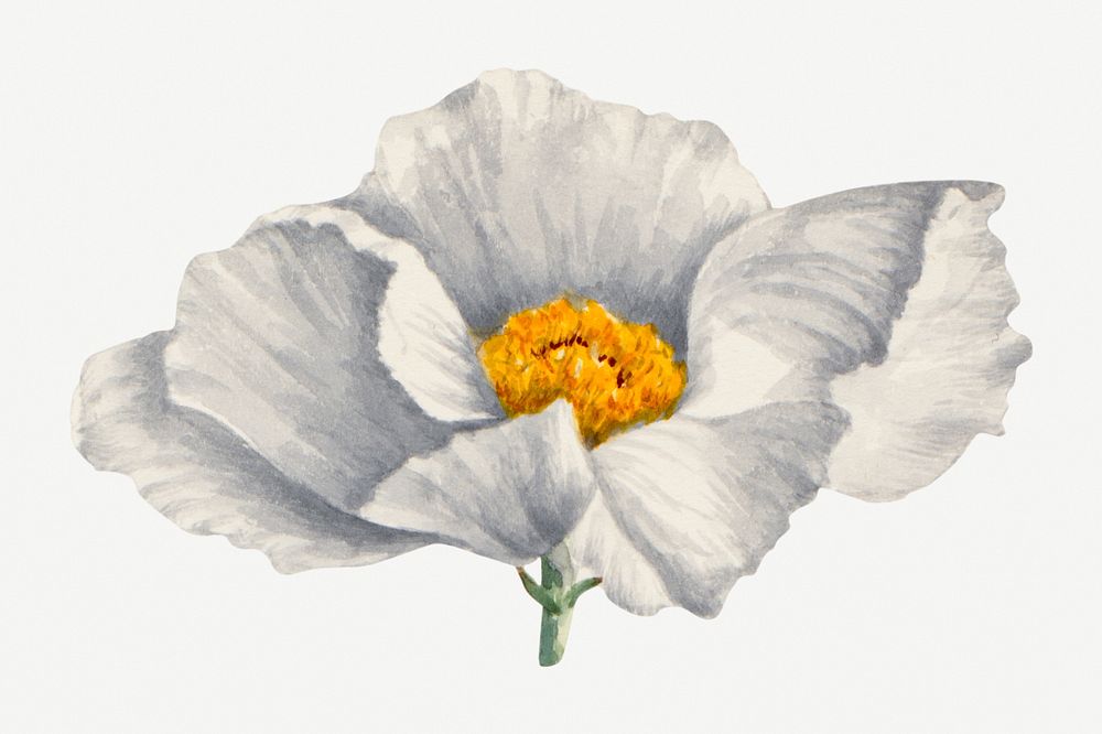 Summer flower Matilija poppies illustration, remixed from the artworks by Mary Vaux Walcott