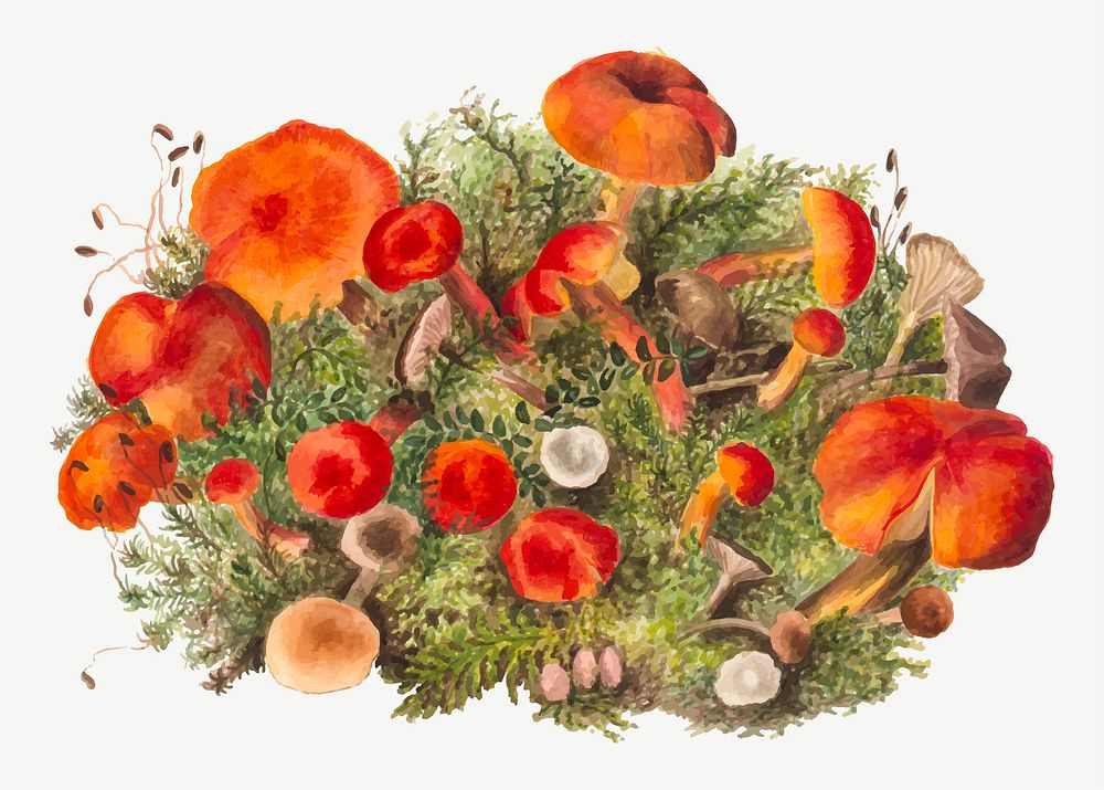 Hand drawn mushrooms vector illustration, remixed from the artworks by Mary Vaux Walcott
