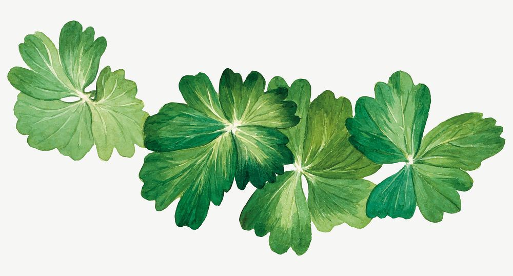 Lemon columbine leaves vector botanical illustration watercolor, remixed from the artworks by Mary Vaux Walcott