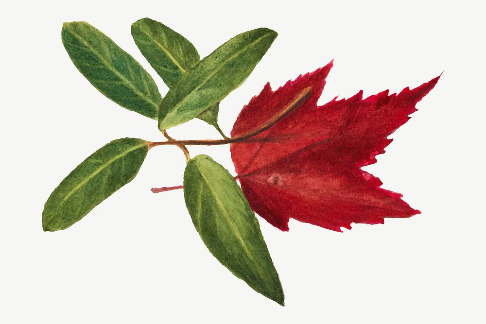 Autumn leaf vector botanical illustration watercolor, remixed from the artworks by Mary Vaux Walcott
