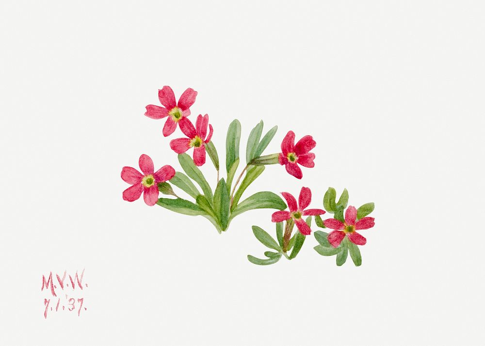 Primrose psd spring flower botanical vintage illustration