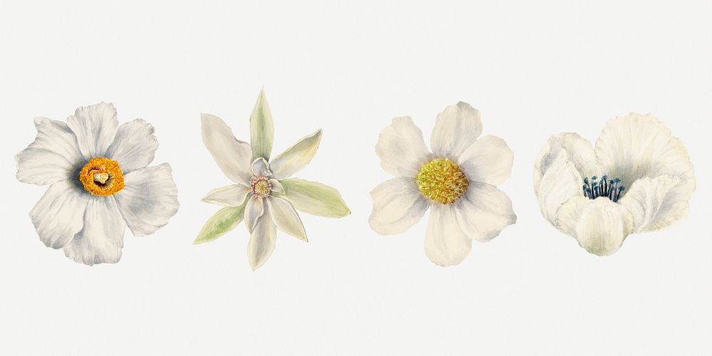 Blooming white flowers psd hand drawn floral illustration set, remixed from the artworks by Mary Vaux Walcott