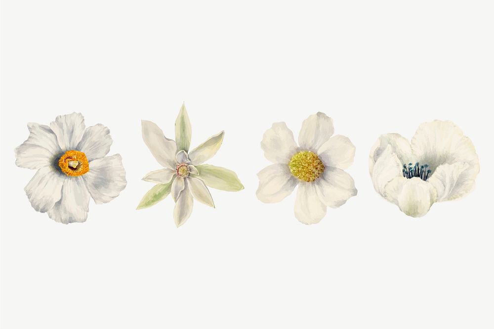 Blooming white flowers vector hand drawn floral illustration set, remixed from the artworks by Mary Vaux Walcott