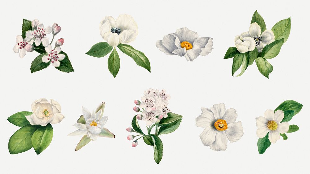 White flower psd botanical illustration set, remixed from the artworks by Mary Vaux Walcott