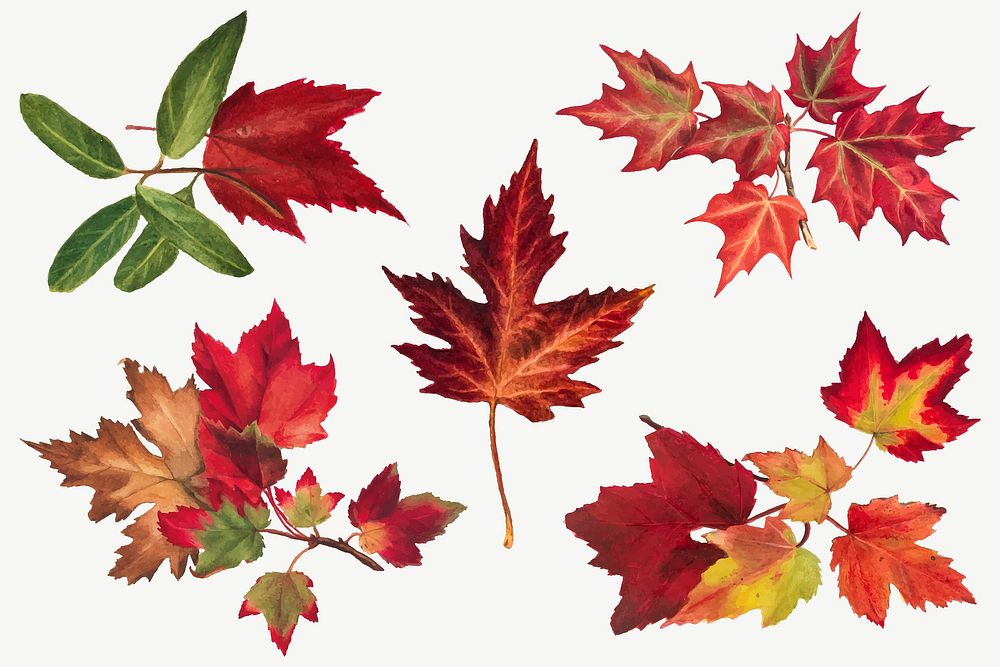 Autumn leaves set vector botanical illustration, remixed from the artworks by Mary Vaux Walcott
