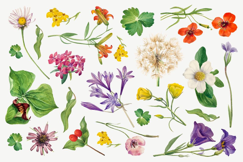 Colorful blooming flowers vector botanical illustration set, remixed from the artworks by Mary Vaux Walcott