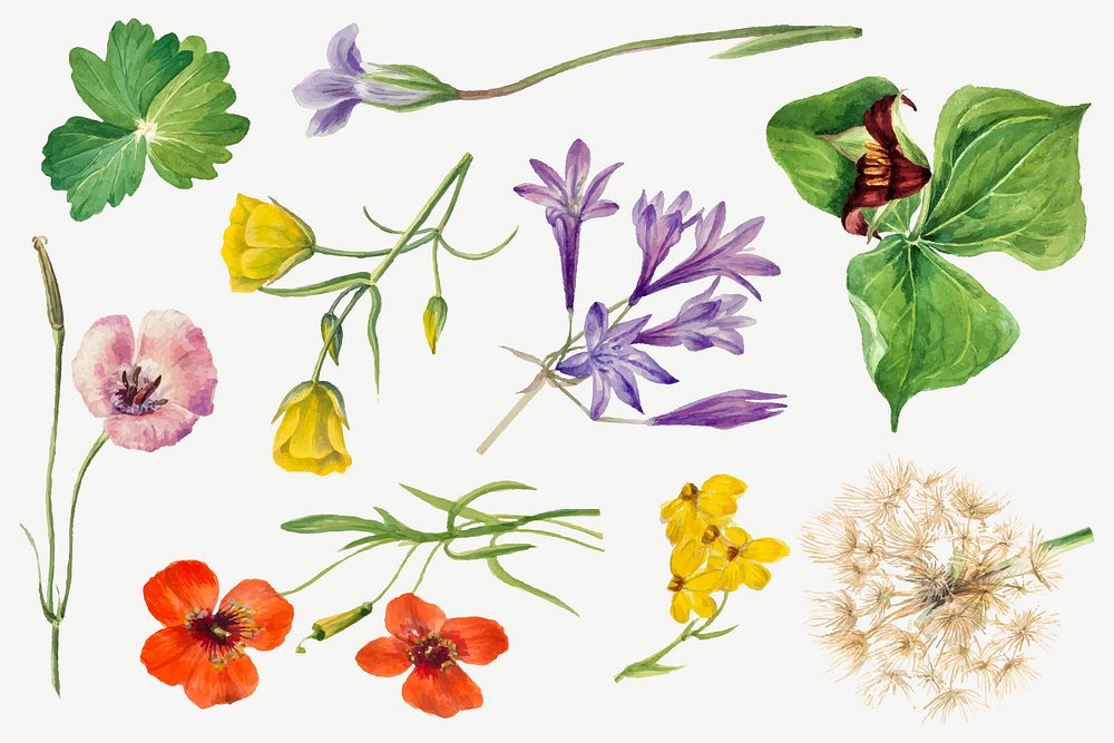 Blooming flowers vector botanical illustration set, remixed from the artworks by Mary Vaux Walcott