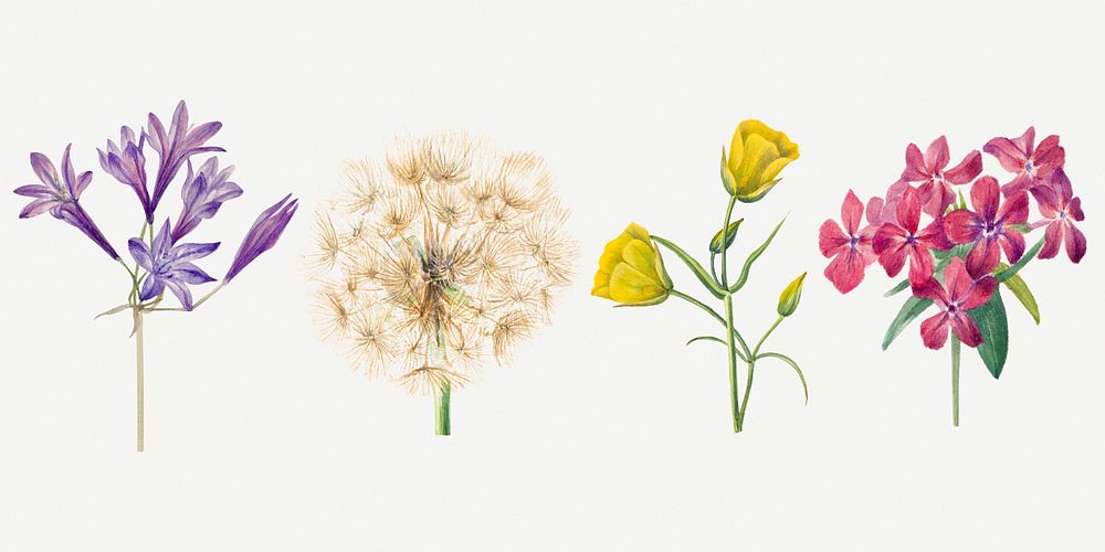 Blooming wild flowers botanical drawing set, remixed from the artworks by Mary Vaux Walcott