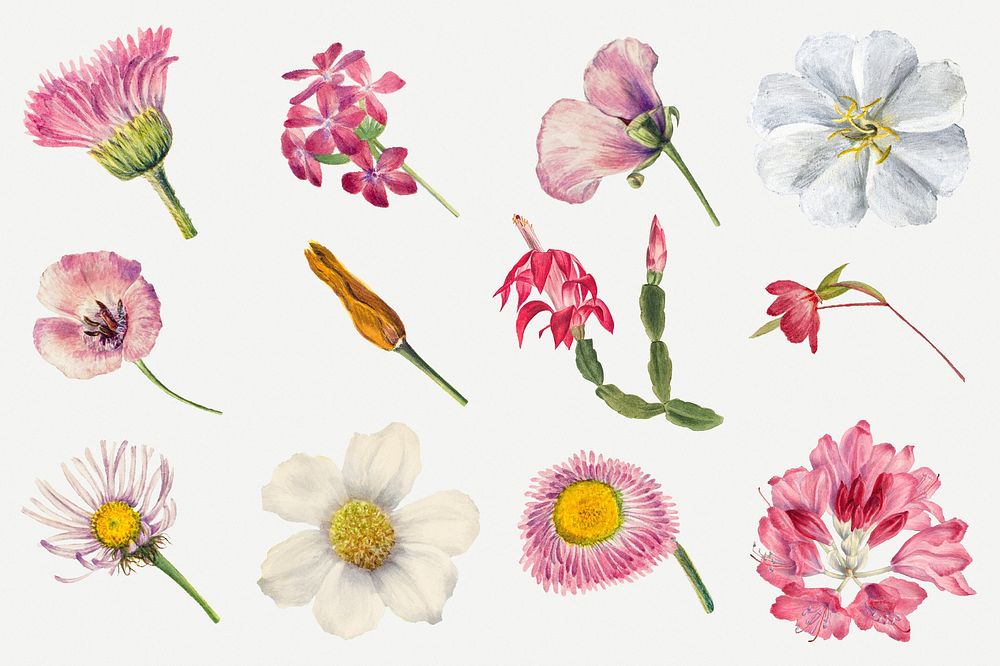 Hand drawn wild flowers psd floral illustration set, remixed from the artworks by Mary Vaux Walcott