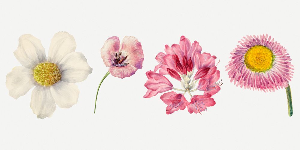 Hand drawn wild flowers psd floral illustration set, remixed from the artworks by Mary Vaux Walcott