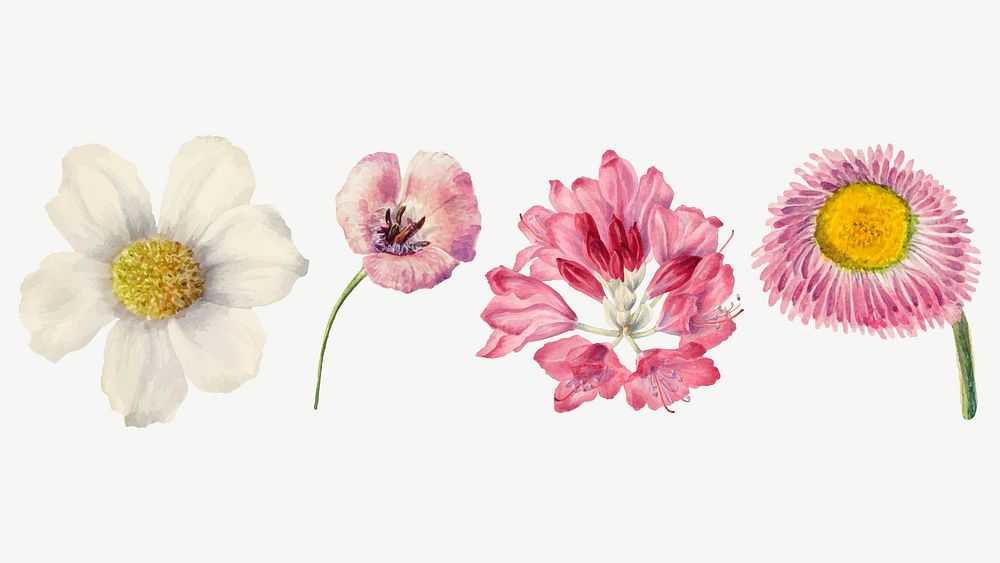 Hand drawn wild flowers vector floral illustration set, remixed from the artworks by Mary Vaux Walcott