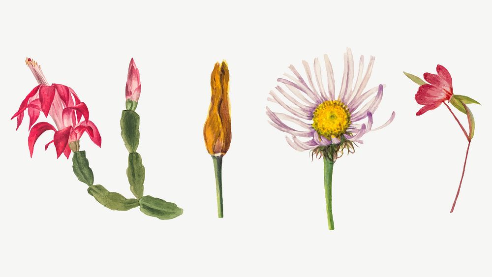 Wild flowers botanical vector vintage illustration set, remixed from the artworks by Mary Vaux Walcott