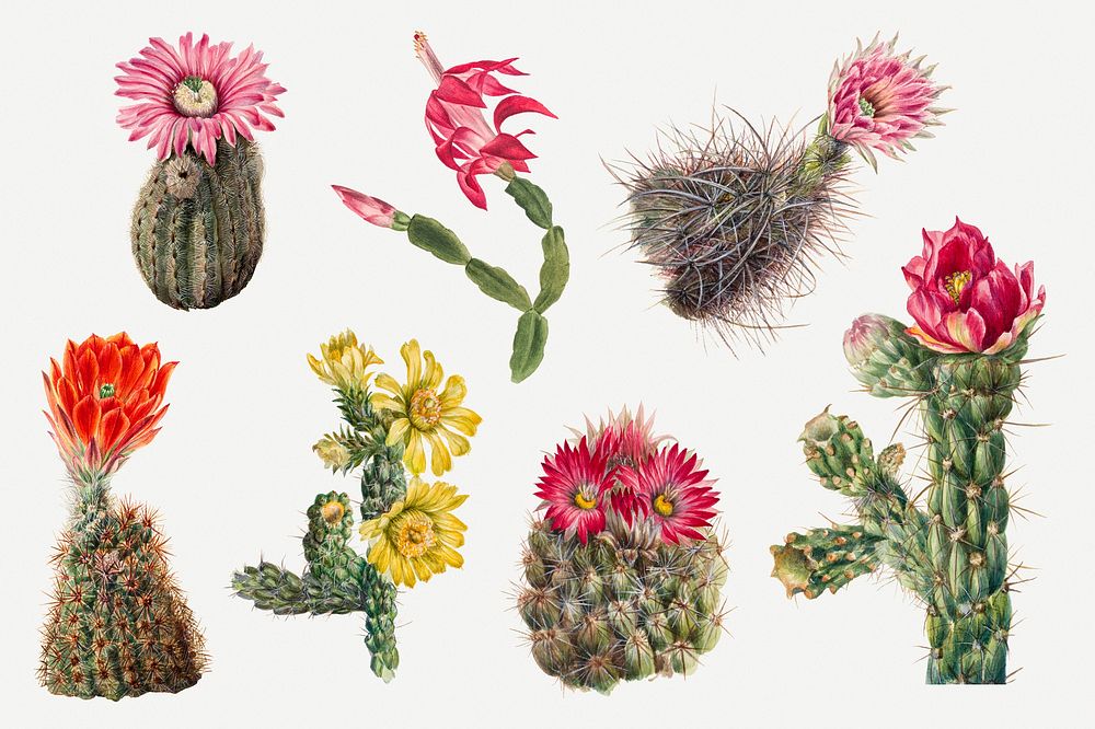 Cactus flowers psd botanical illustration set, remixed from the artworks by Mary Vaux Walcott