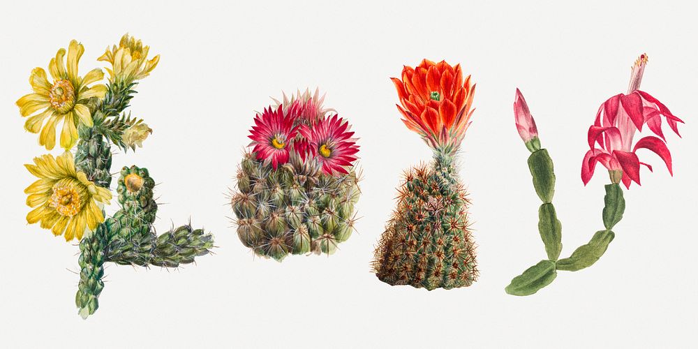 Cactus flowers illustration set, remixed from the artworks by Mary Vaux Walcott
