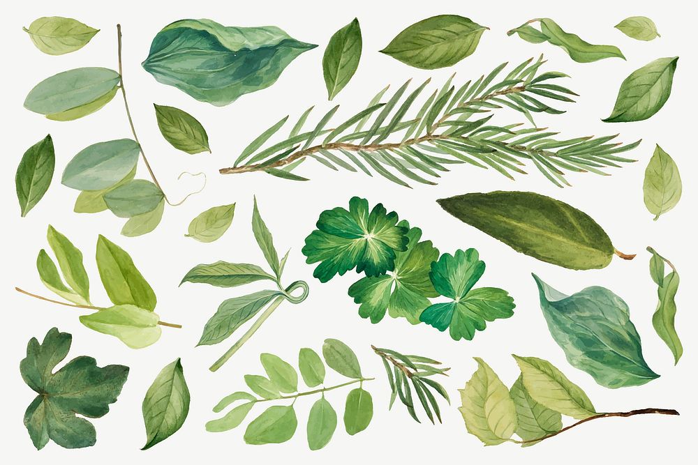Green leaves vector illustration set, remixed from the artworks by Mary Vaux Walcott