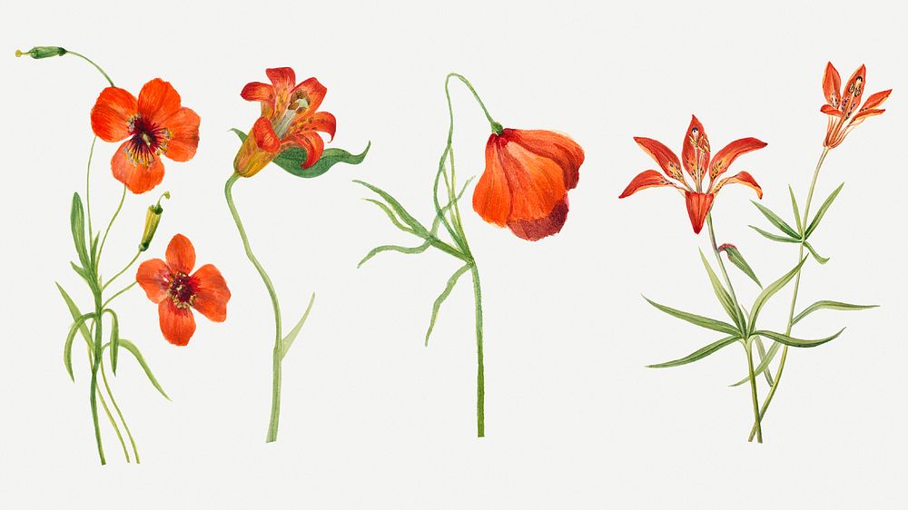 Hand drawn small tiger lily psd floral illustration set, remixed from the artworks by Mary Vaux Walcott