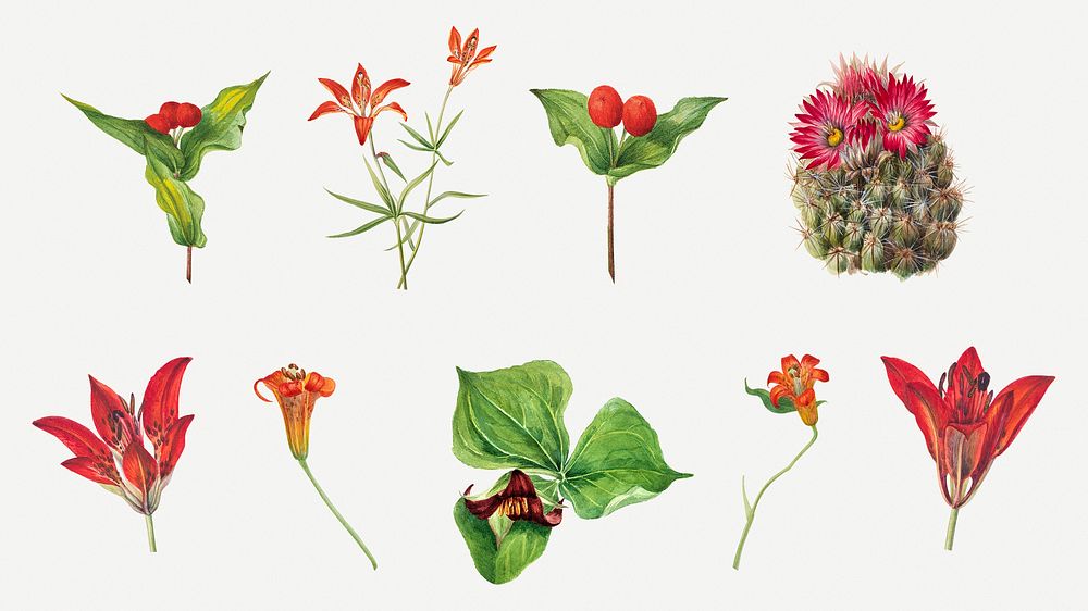Red, orange and pink flower psd set botanical illustration, remixed from the artworks by Mary Vaux Walcott