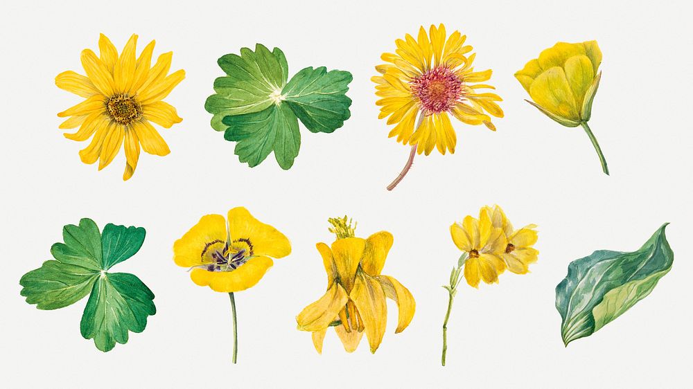 Yellow flowers psd botanical vintage illustration set, remixed from the artworks by Mary Vaux Walcott