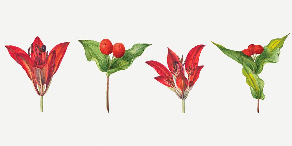 Wild plants psd illustration hand drawn set, remixed from the artworks by Mary Vaux Walcott