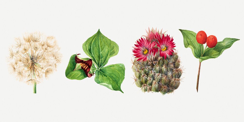 Hand drawn wild plants psd botanical illustration set, remixed from the artworks by Mary Vaux Walcott