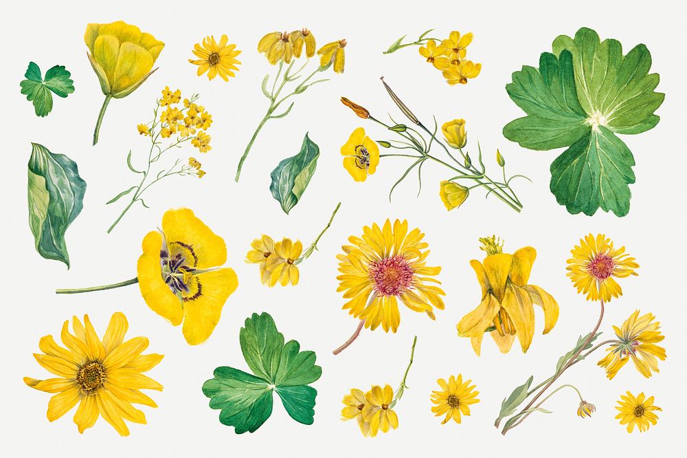 Blooming yellow flowers hand drawn floral illustration set, remixed from the artworks by Mary Vaux Walcott