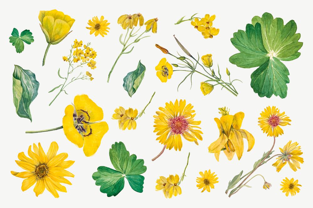 Blooming yellow flowers vector hand drawn floral illustration set, remixed from the artworks by Mary Vaux Walcott