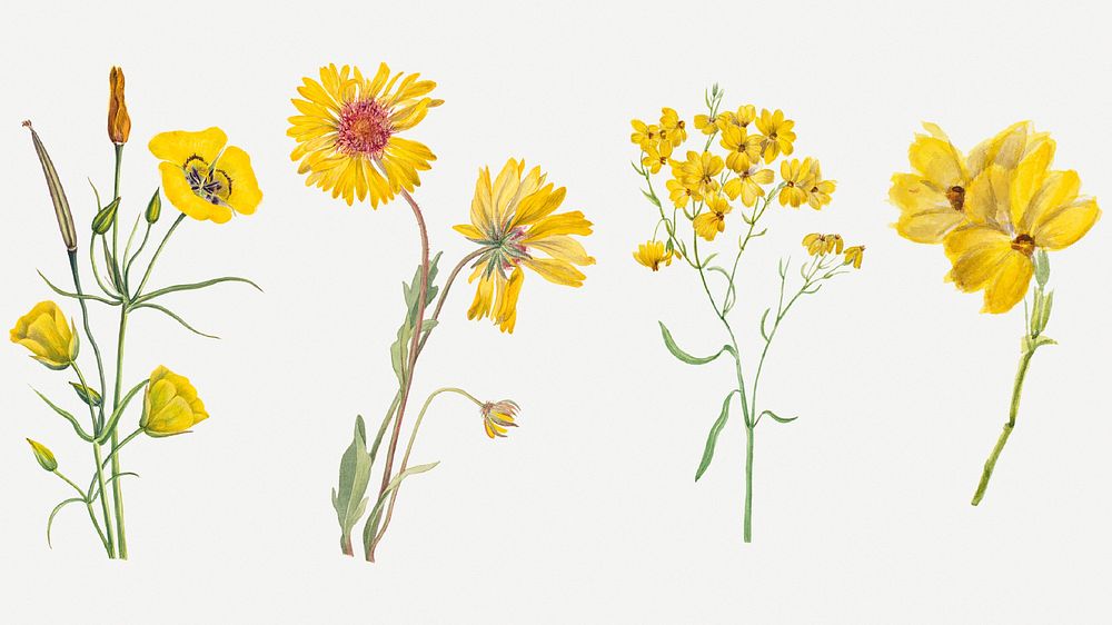 Blooming hand drawn yellow flowers illustration set, remixed from the artworks by Mary Vaux Walcott