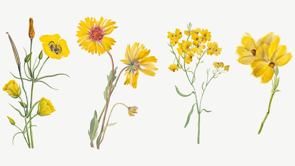 Blooming hand drawn yellow flowers illustration set, remixed from the artworks by Mary Vaux Walcott