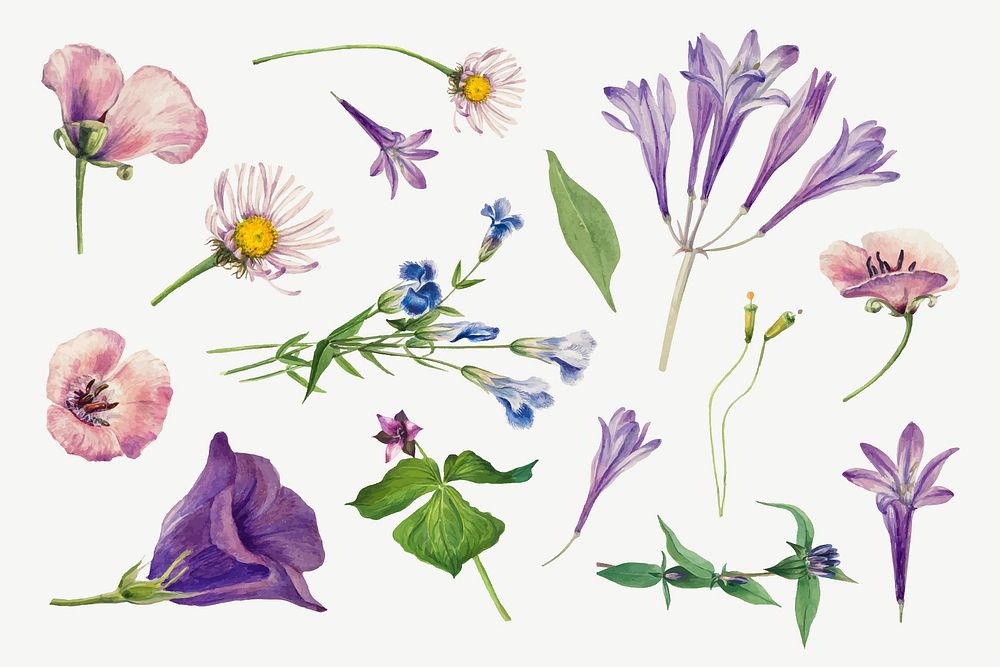 Purple wild plants vector illustration hand drawn set, remixed from the artworks by Mary Vaux Walcott