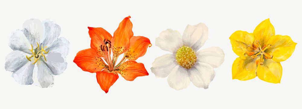 Wild flowers vector illustration set, remixed from the artworks by Mary Vaux Walcott