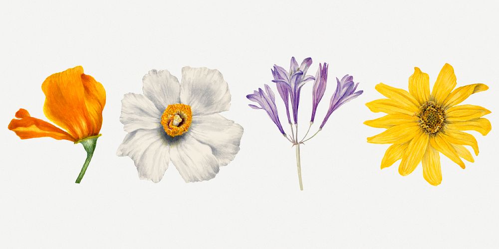 Wild flowers psd botanical vintage illustration set, remixed from the artworks by Mary Vaux Walcott