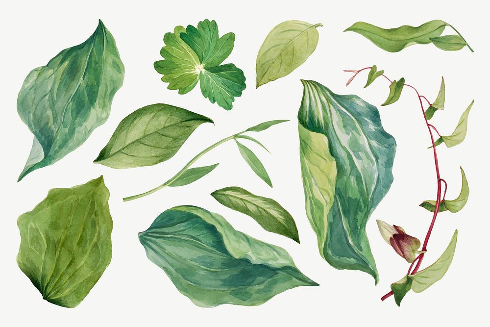 Wild plant green leaves vector illustration hand drawn set, remixed from the artworks by Mary Vaux Walcott