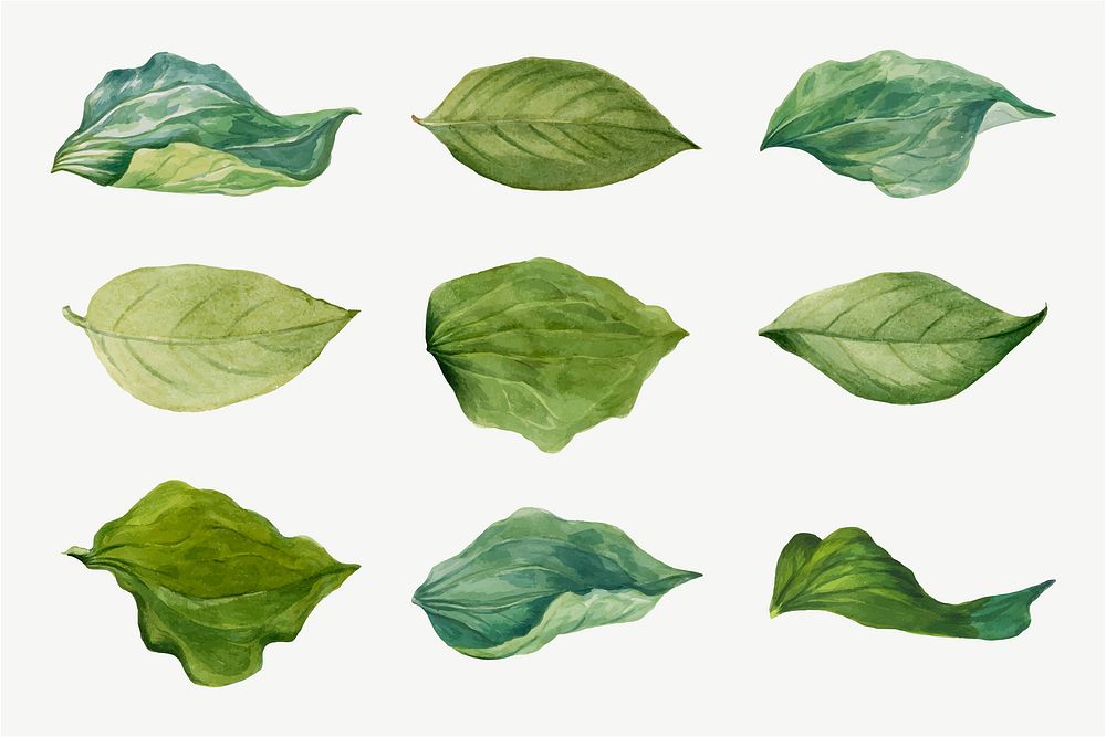 Hand drawn green leaves vector floral illustration set, remixed from the artworks by Mary Vaux Walcott