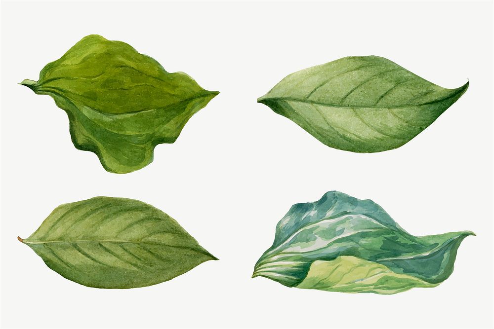 Green leaves vector illustration set, remixed from the artworks by Mary Vaux Walcott