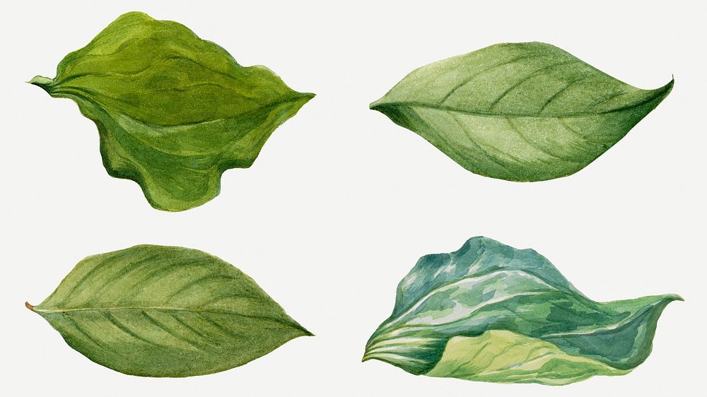 Green leaves illustration set, remixed from the artworks by Mary Vaux Walcott