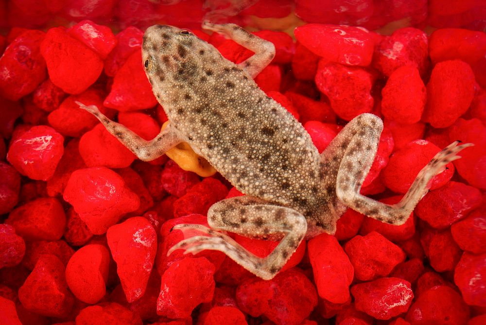 African dwarf frog, Hymenochirus boettgeri. Original image sourced from US Government department: Public Health Image…