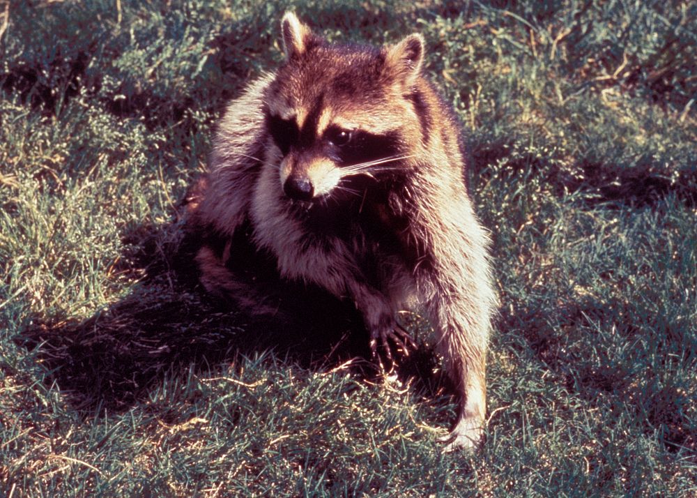 Raccoon, Procyon lotor, a vector in the transmission of rabies to humans and other animals. Original image sourced from US…