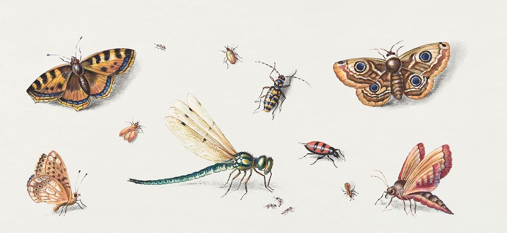 Insects, butterflies, dragonfly psd illustration set, remixed from artworks by Jan van Kessel