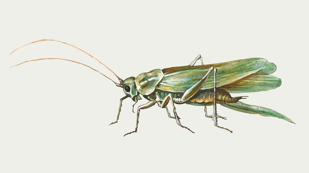 Vintage grasshopper vector illustration, remixed from artworks by Jan van Kessel